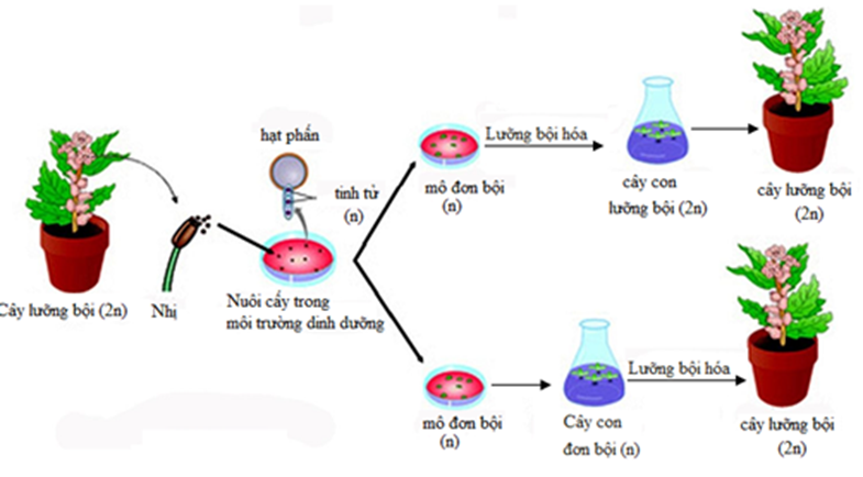 Nuôi Cấy Hạt Phấn Hoặc Noãn Chưa Thụ Tinh