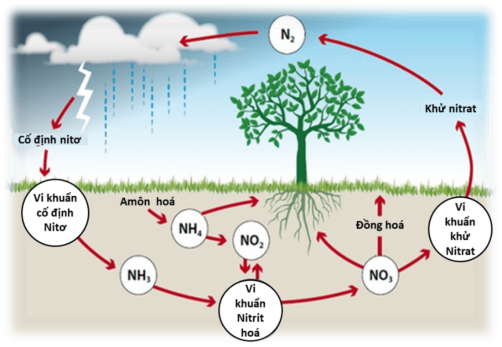 Nguồn Cung Cấp Nitơ Chủ Yếu Cho Cây Là