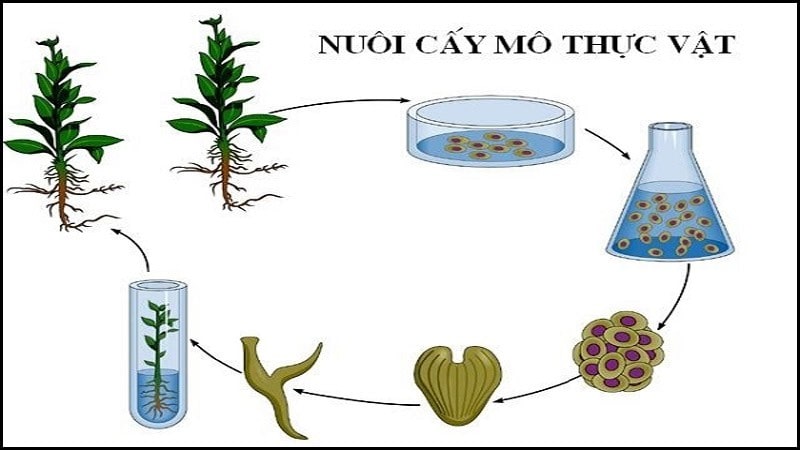 Nuôi Cấy Hạt Phấn Hoặc Noãn Chưa Thụ Tinh