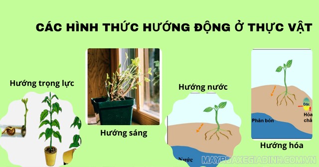 Phân Biệt Ứng Động Và Hướng Động