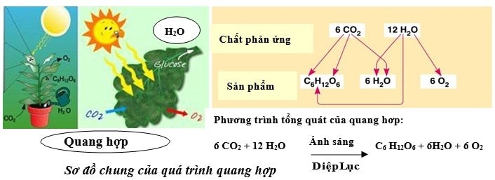 Phản Ứng Quang Hợp Tạo Tinh Bột