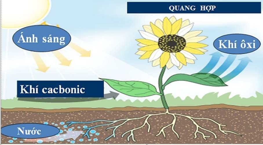 Phản Ứng Quang Hợp Tạo Tinh Bột