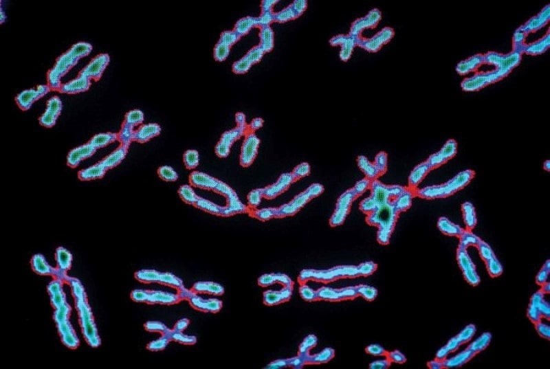 Trình Tự Nucleotit Đặc Biệt Trong ADN Của NST